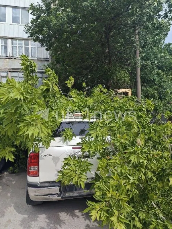 Ствол сломался посередине и рухнул на автомобили; людей рядом не видно, оценить повреждения затруднительно.