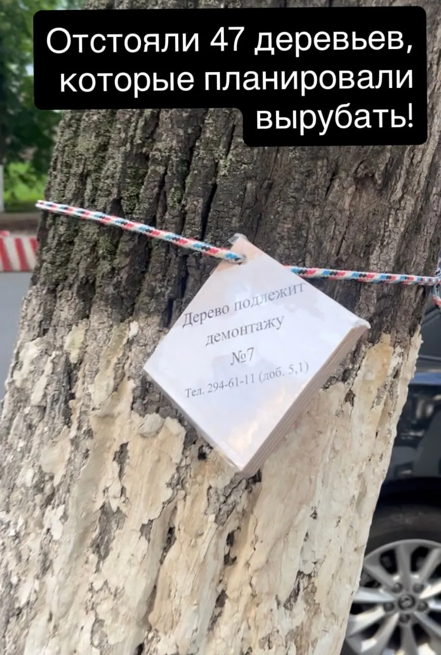 Жители и активисты добились приостановки работ: вырубят только 10 аварийных деревьев, остальные временно оградили, а мэрию попросили заранее предупреждать о сносе и контролировать подрядчиков.