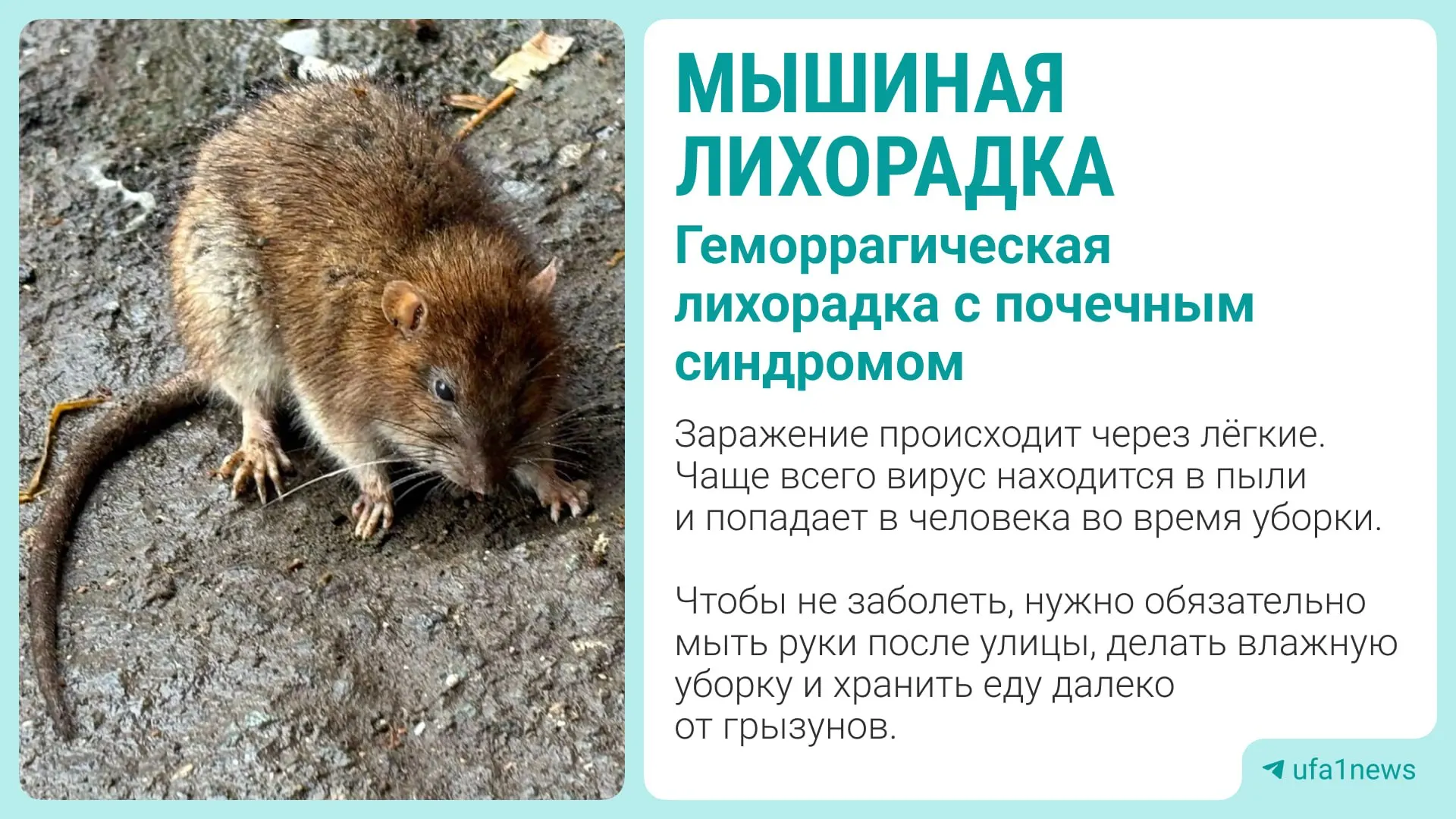 Заболевшие проживают в Орджоникидзевском районе. Вирус передаётся через выделения грызунов; заражение возможно при уборке помещений и через пищу.