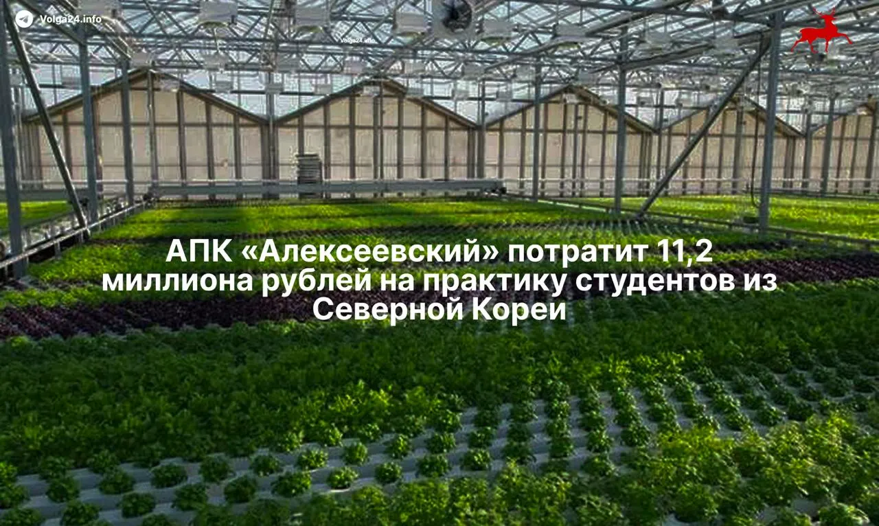 В&nbsp;Башкортостане планируют привезти 50&nbsp;северокорейских стажёров на&nbsp;годовую практику