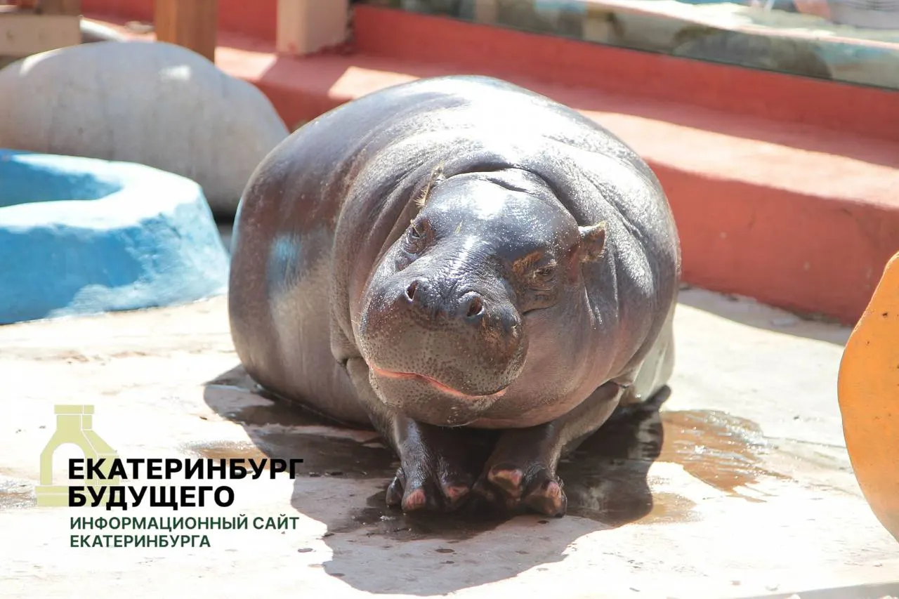 По правилам мобилизационных планов муниципалитеты должны без торгов и оплаты передавать здания, находящиеся в ведении департамента культуры, военным комиссариатам; среди объектов — Парк Маяковского, Екатеринбургский зоопарк и театр кукол.