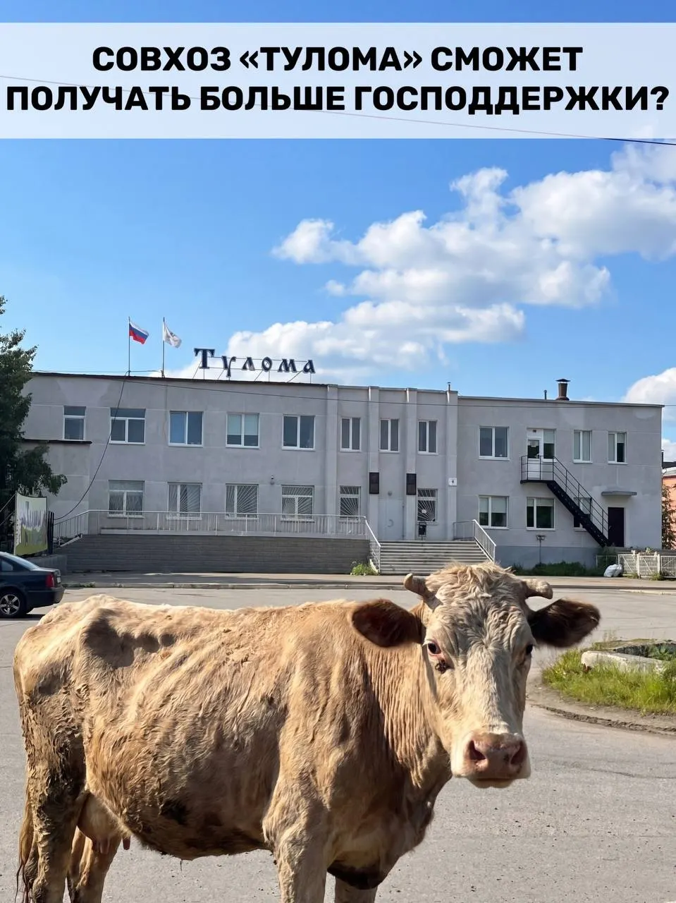 Минсельхоз разрешил субсидировать предприятия молочного животноводства, где более 25% принадлежит государству или муниципалитету. Для Мурманской области это важно, но в совхозе «Тулома» сообщают о критической ситуации и сомневаются, что помощь придёт вовремя.