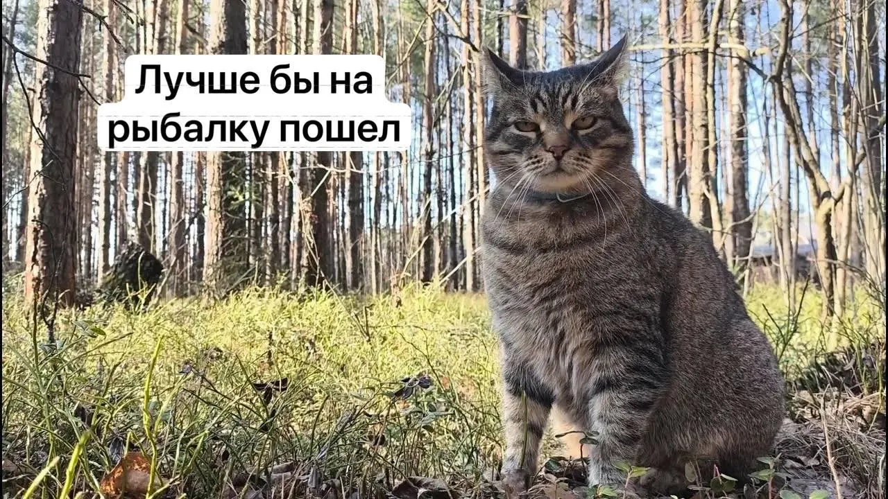 Для сбора отдельных краснокнижных видов, включая сыроежку золотистую и чёрный трюфель, нужно будет оформлять разрешение на портале: заявки будут рассматривать до 15 дней, за сбор без пропуска предусмотрена уголовная ответственность.