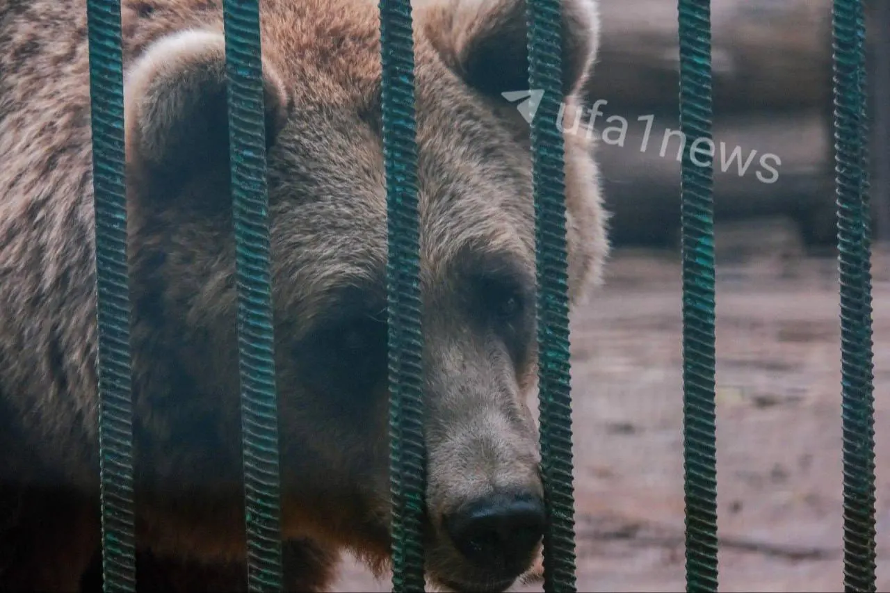 Планы по созданию зоопарка в парке Лесоводов отложены: в зоне обнаружены карстовые провалы нескольких категорий. Власти ищут альтернативное место для животных.