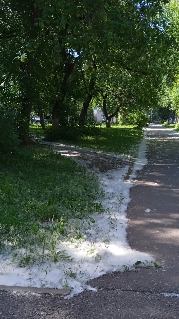Жители жалуются, что на окраинах Уфы тротуары завалены отцветшими соцветиями тополей, тогда как уборка пешеходных дорожек кажется недостаточной.