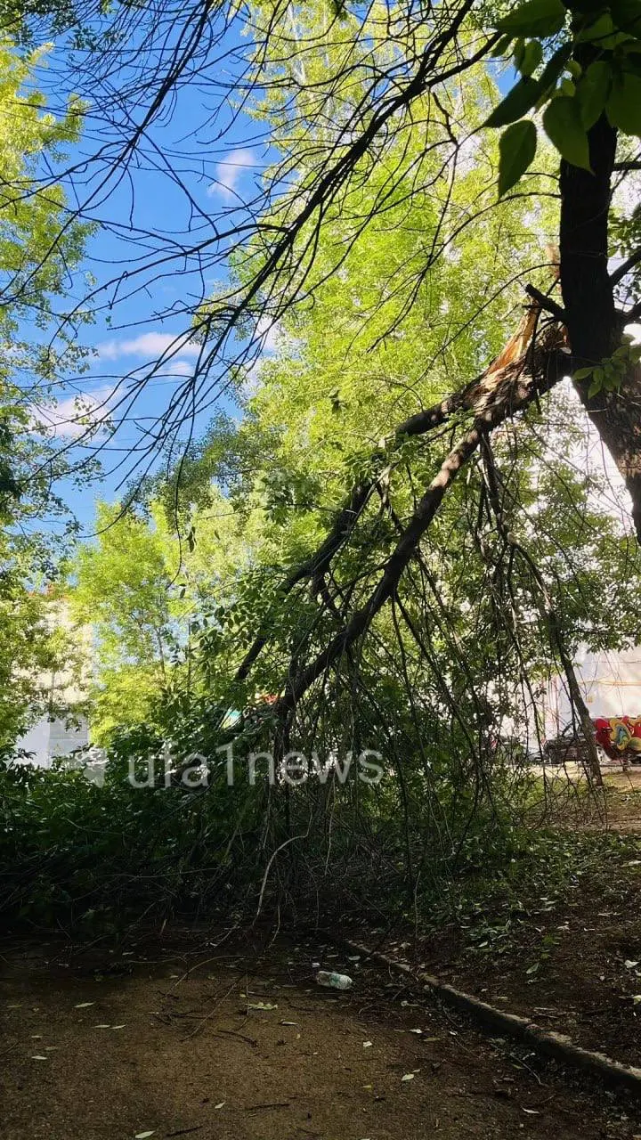 Упавшее дерево у домов на Менделеева, 155/1 и 155/2 продолжает перекрывать проезд: место опасно для пешеходов и автомобилистов. Жители жалуются, что управляющая компания молчит, а служба 112 обещала убрать ветку, но работы не начались.