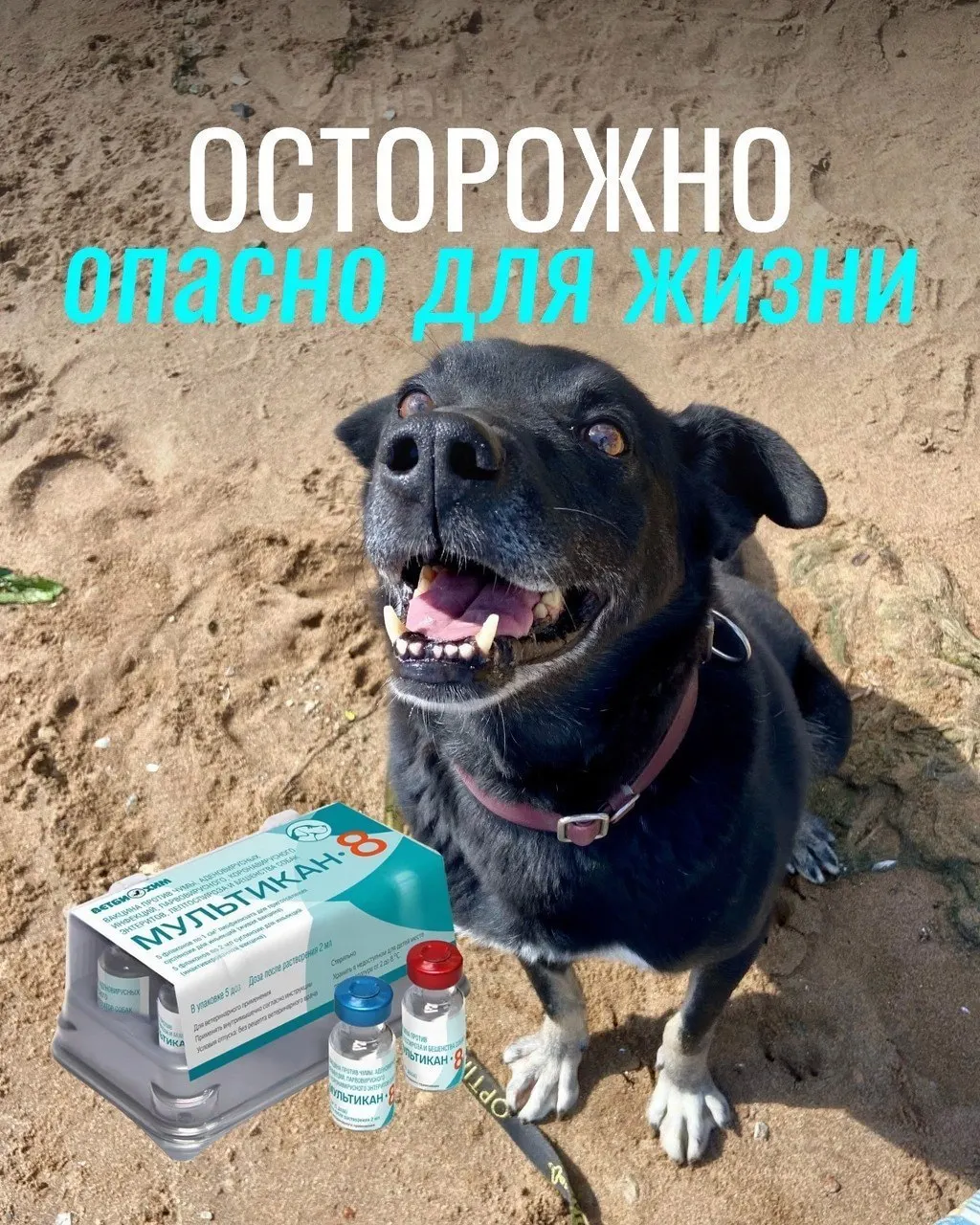 Владельцы сообщают о тяжёлых реакциях после прививок, пока официальные данные о причинной связи отсутствуют. Ниже приведены известные на данный момент факты.