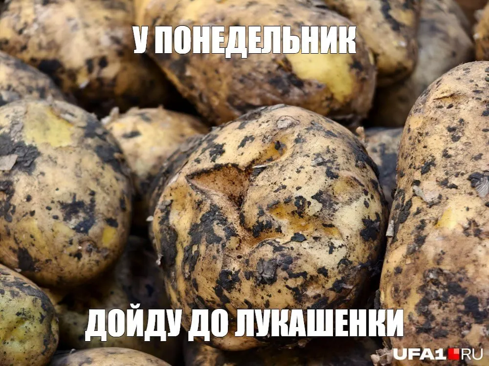 К концу августа цена на картофель в регионе достигла 59 рублей за килограмм — рост около 35% по сравнению с прошлым годом; увеличение себестоимости связано с топливом, удобрениями и хранением.