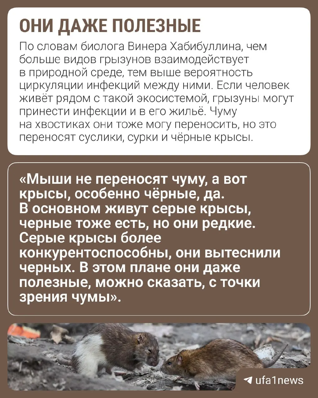 Грызуны активизируются перед зимой; эксперты объясняют риски и меры профилактики, снижающие вероятность заражения.